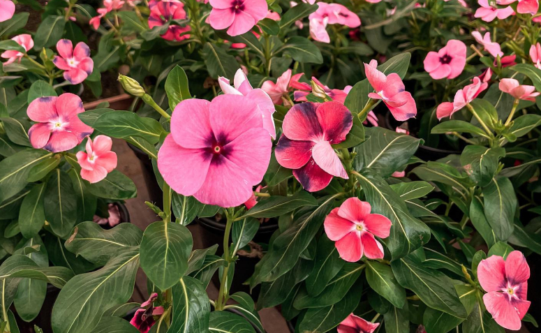 Foto de flores para jardim 059 - 101