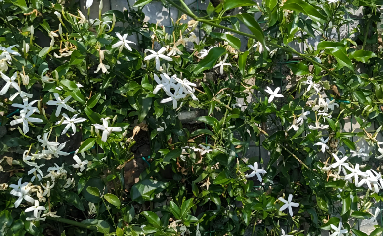 Foto de flores para jardim 061 - 69