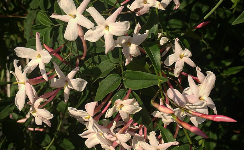 Foto de flores para jardim 062 - 70