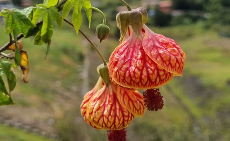 Foto de flores para jardim 065 1 - 76