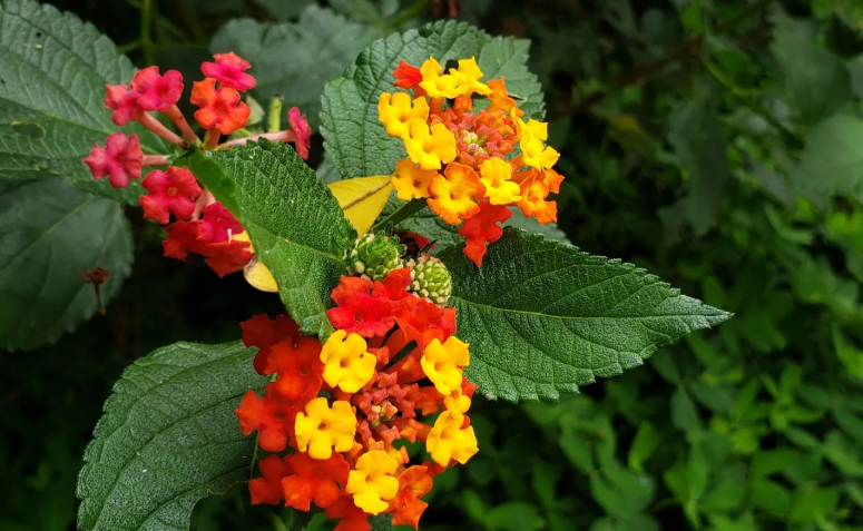 Foto de flores para jardim 068 - 75