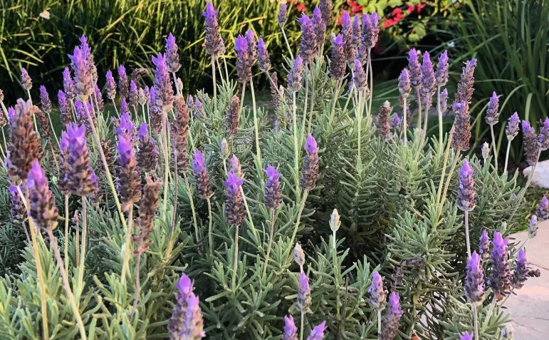 Foto de flores para jardim 070 - 77