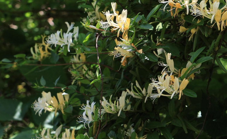 Foto de flores para jardim 071 - 79