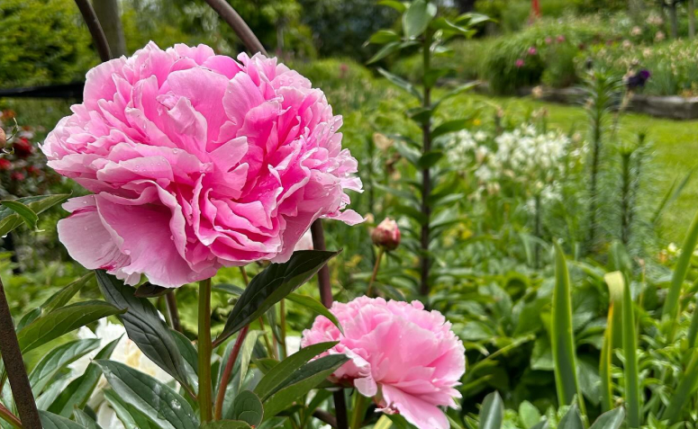 Foto de flores para jardim 082 - 86