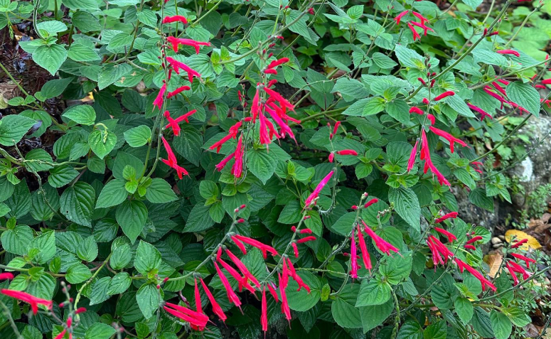 Foto de flores para jardim 089 - 92