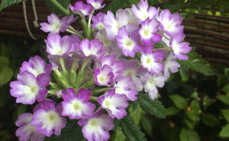 Foto de flores para jardim 097 1 - 100