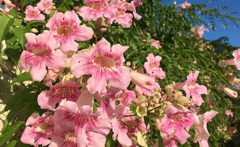 Foto de flores para jardim 097 - 95