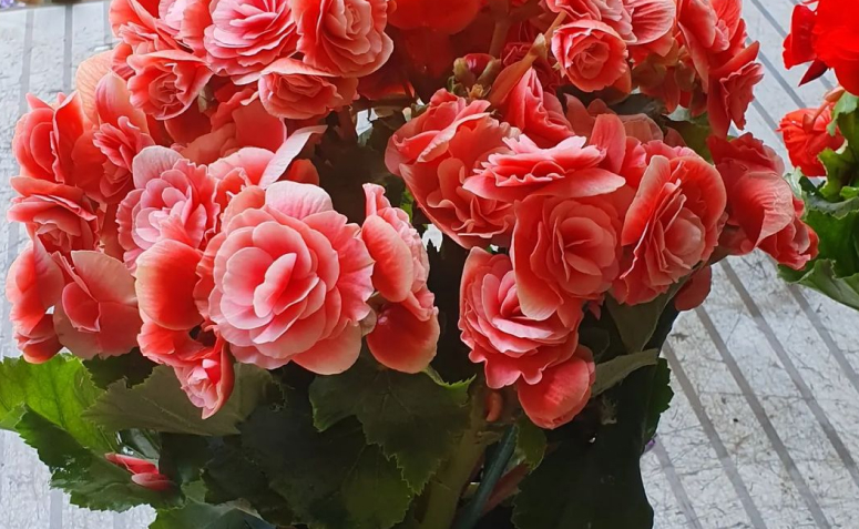 Foto de begonia 003 - 6