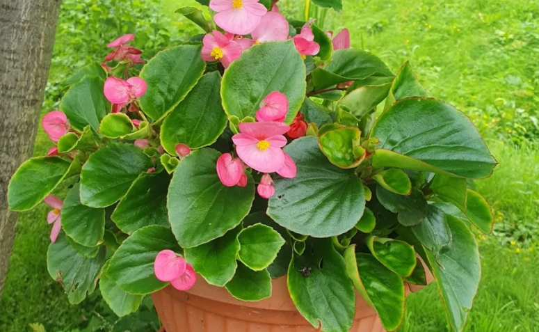 Foto de begonia 004 - 7