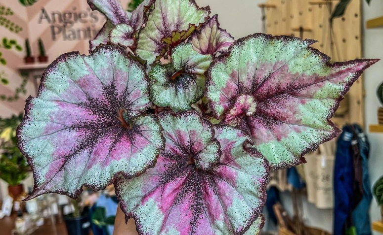 Foto de begonia 005 - 8