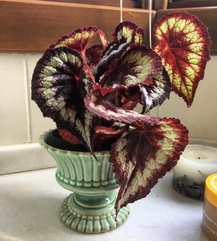 Foto de begonia 10 - 18