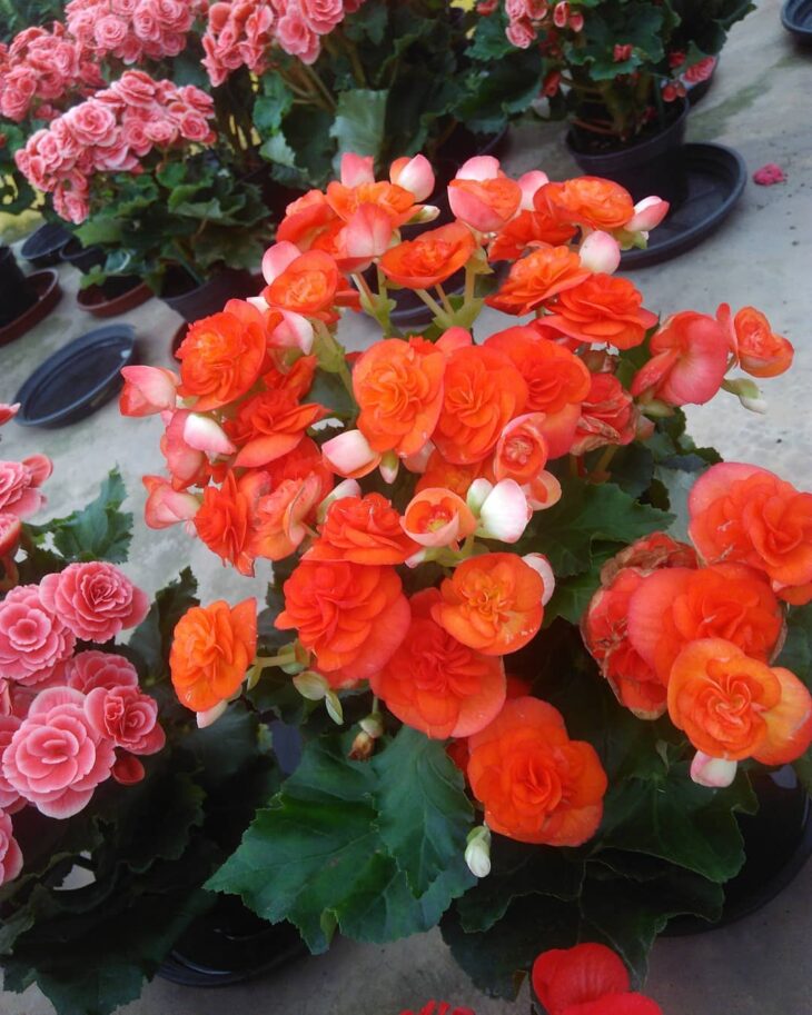 Foto de begonia 11 - 19