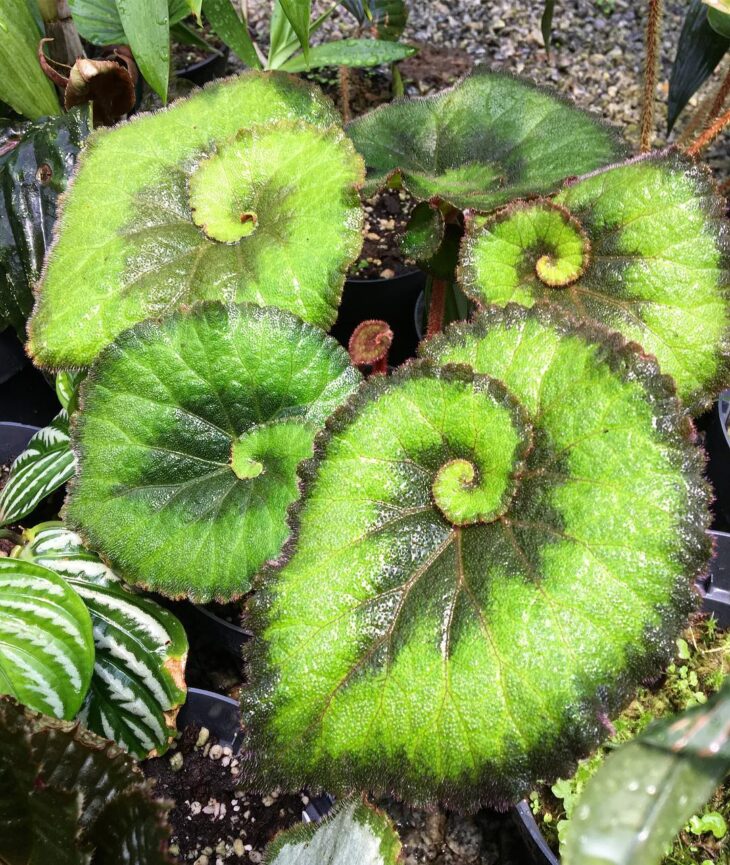 Foto de begonia 13 - 21