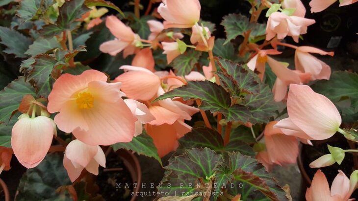 Foto de begonia 8 - 16