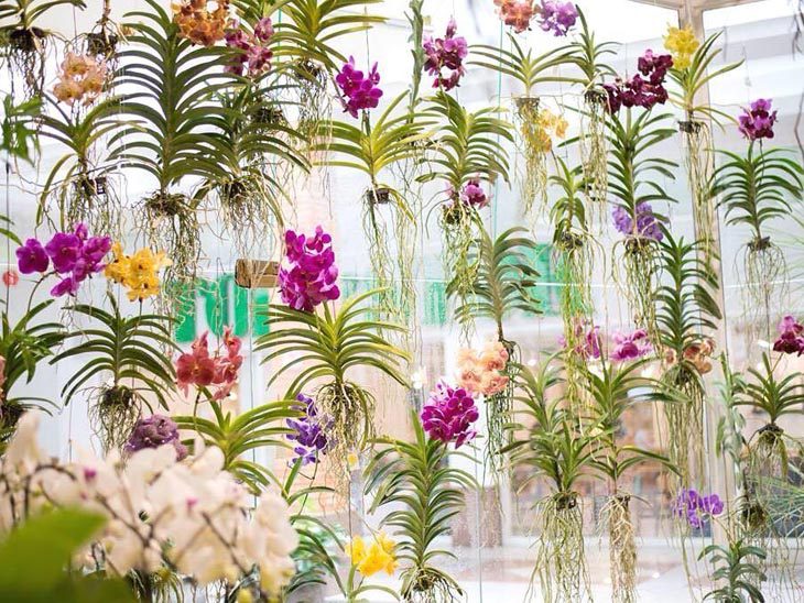 Orquídea Vanda: surpreenda-se com sua beleza e veja como cultivar