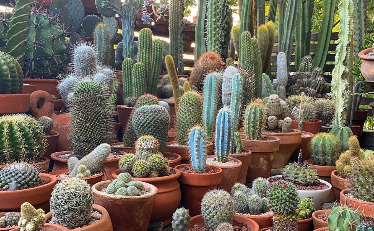 Guia para aprender como cuidar de cactos