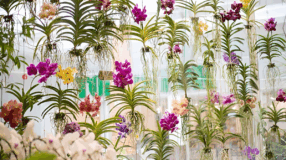 Foto de orquidea vanda 00 - 4