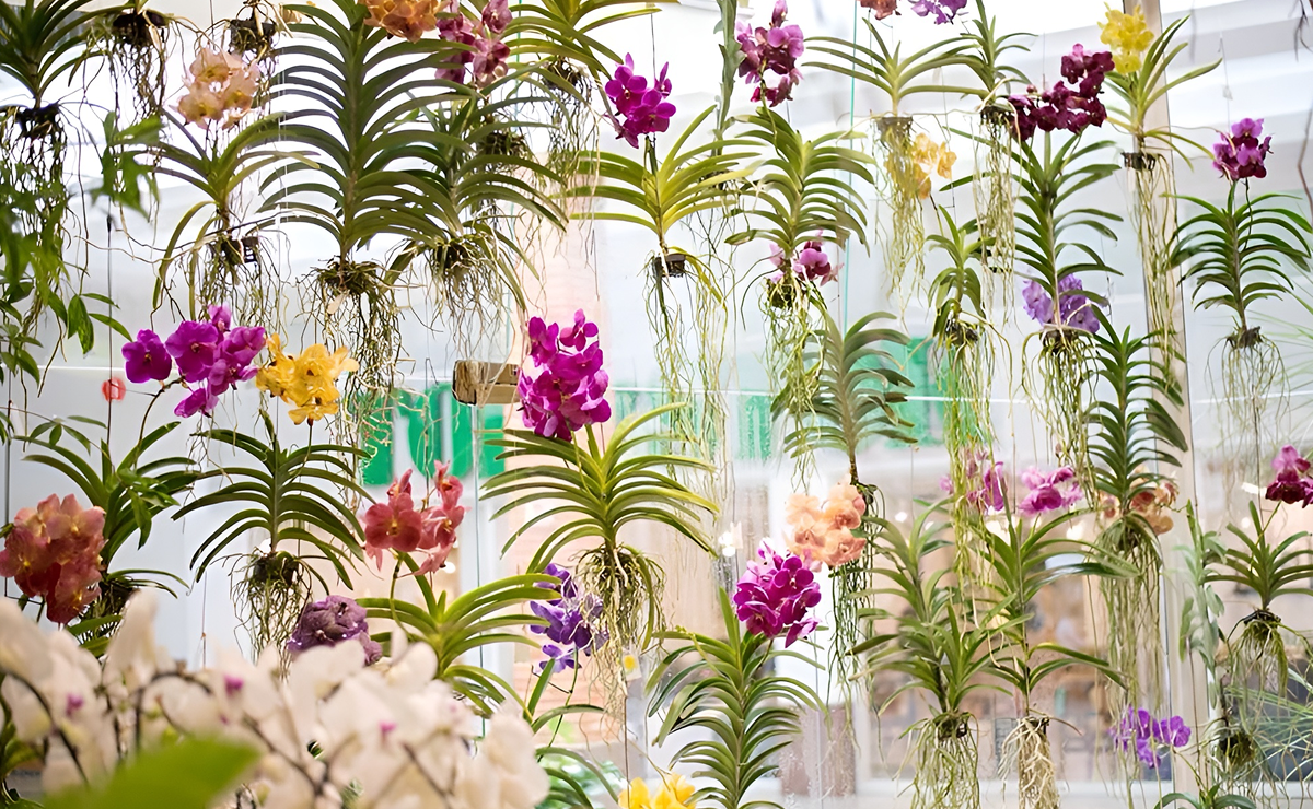 Orquídea Vanda: surpreenda-se com sua beleza e veja como cultivar