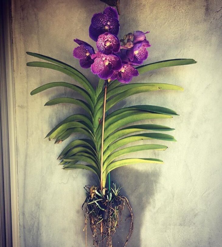 Foto de orquidea vanda 16 - 18