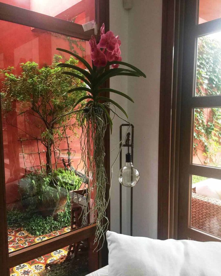 Foto de orquidea vanda 18 - 20