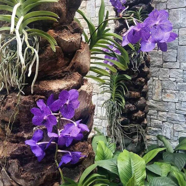 Foto de orquidea vanda 19 - 21