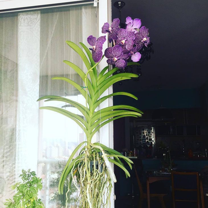 Foto de orquidea vanda 2 - 1