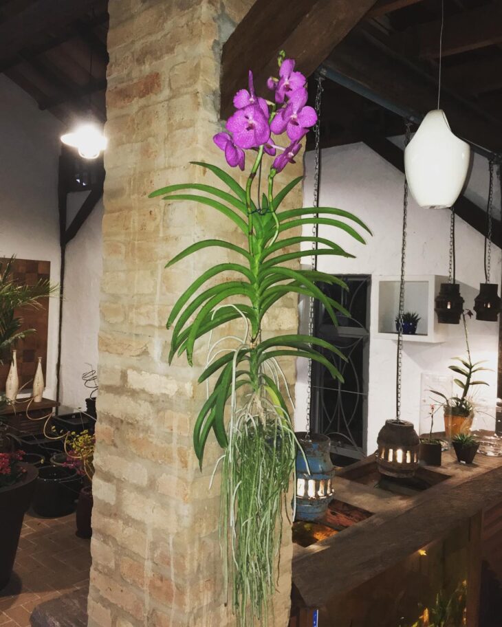 Foto de orquidea vanda 20 - 22