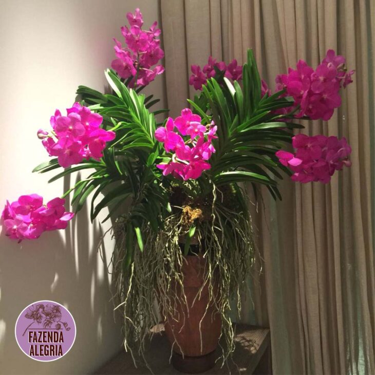 Foto de orquidea vanda 21 - 23