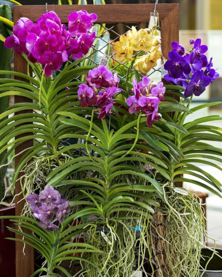 Foto de orquidea vanda 22 - 24