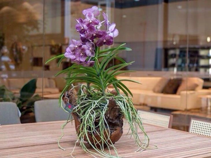 Foto de orquidea vanda 4 - 6