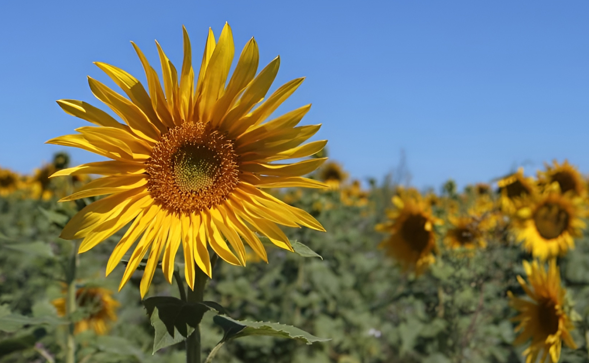 Como cuidar de girassol: aprenda a plantar e cultivar no seu jardim