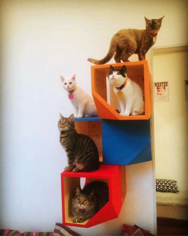 Foto de brinquedos para gatos 15 - 16