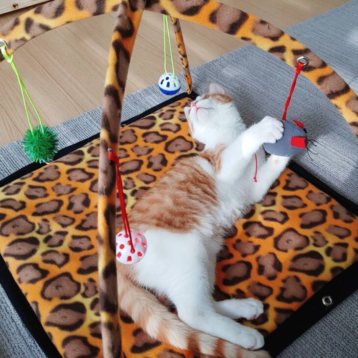 Foto de brinquedos para gatos 22 - 23