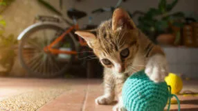 Foto de brinquedos para gatos - 23