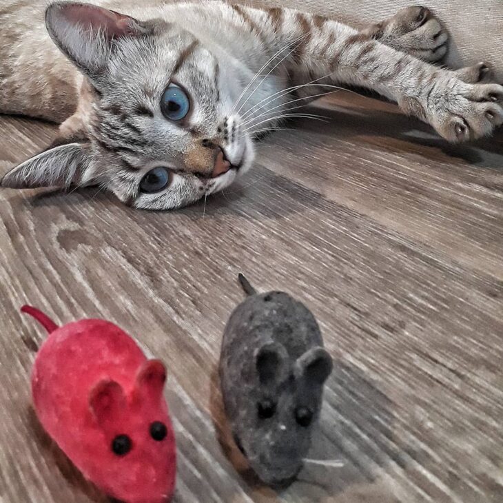 Foto de brinquedos para gatos 5 - 6