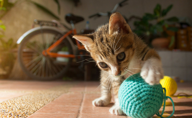 Brinquedos para gatos: 43 ideias incríveis para entreter o seu pet