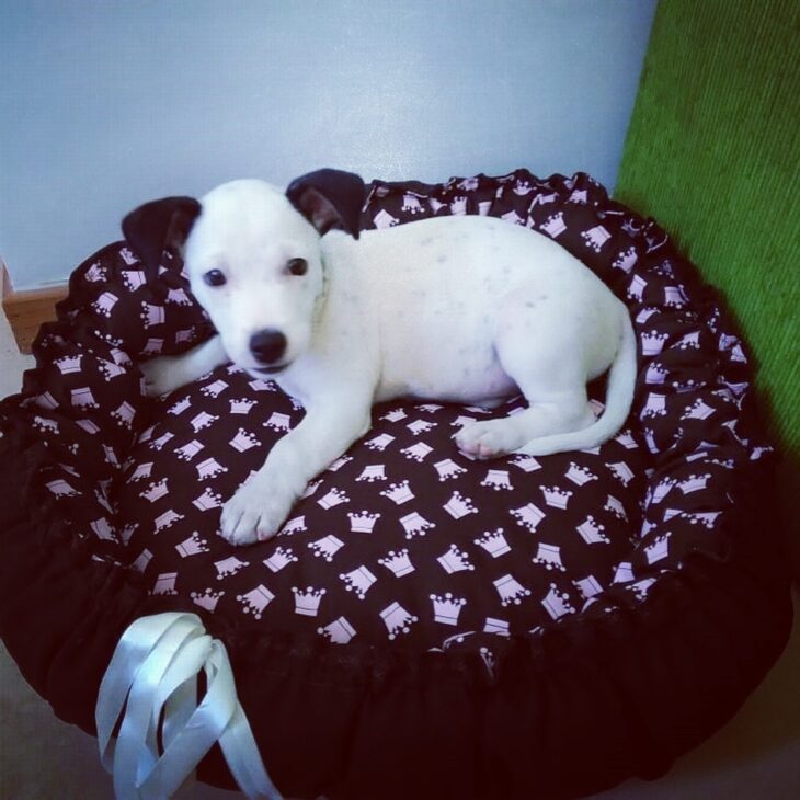 cama para cachorro