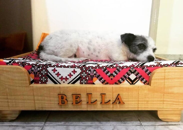 cama para cachorro