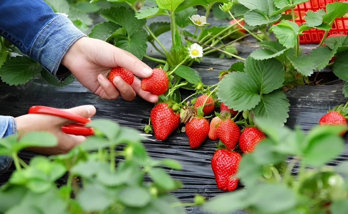 Como plantar morango de forma simples e ter a fruta em casa