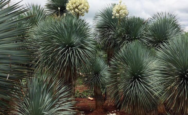 Foto de plantas para jardim 3 - 3