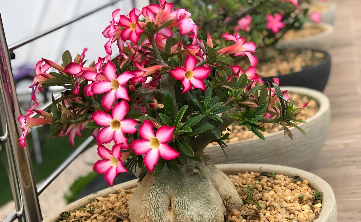 Como cultivar a rosa-do-deserto em casa