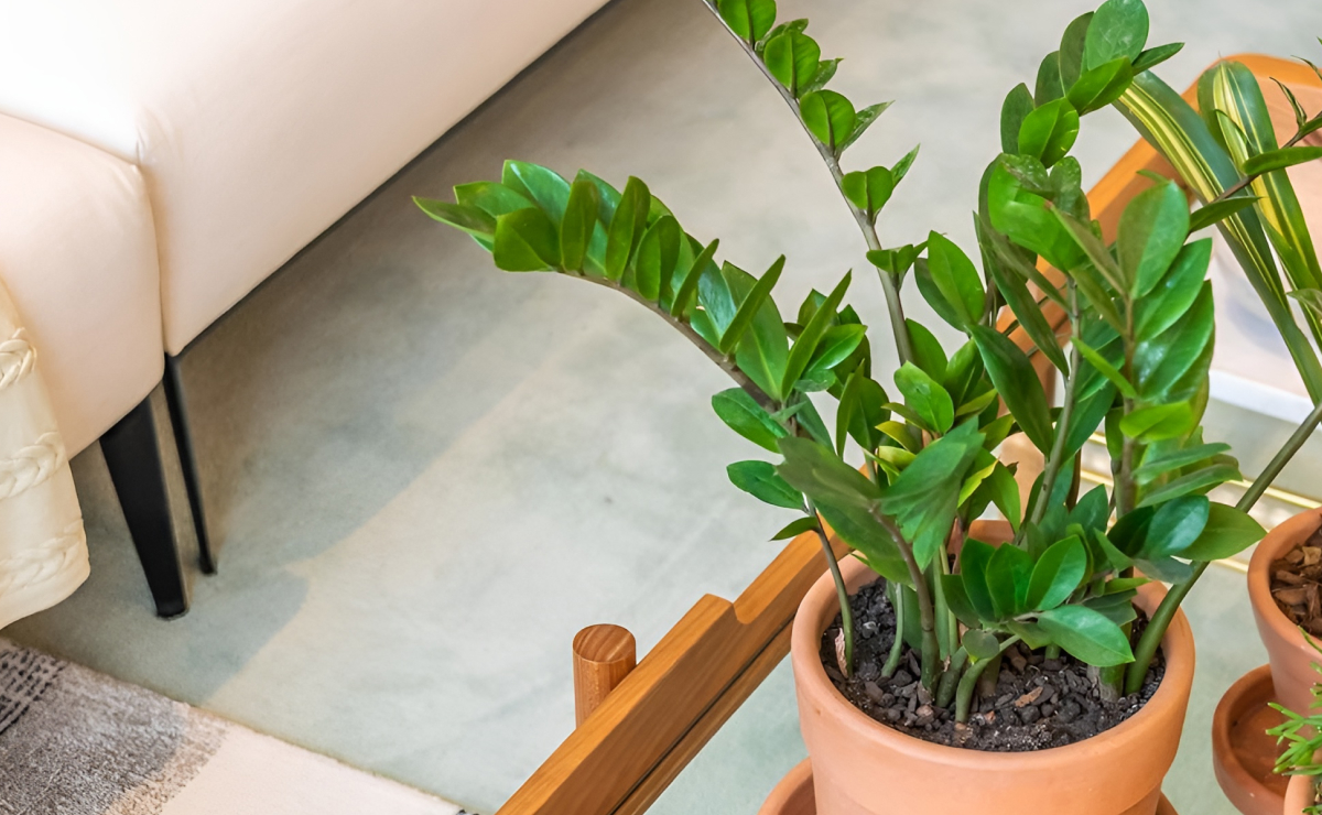 Como cuidar de zamioculca e cultivar a planta da fortuna em casa