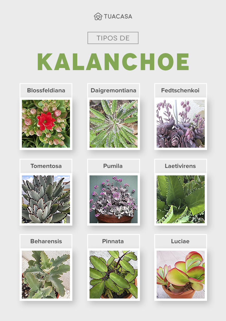 Foto de kalanchoe 00 - 4