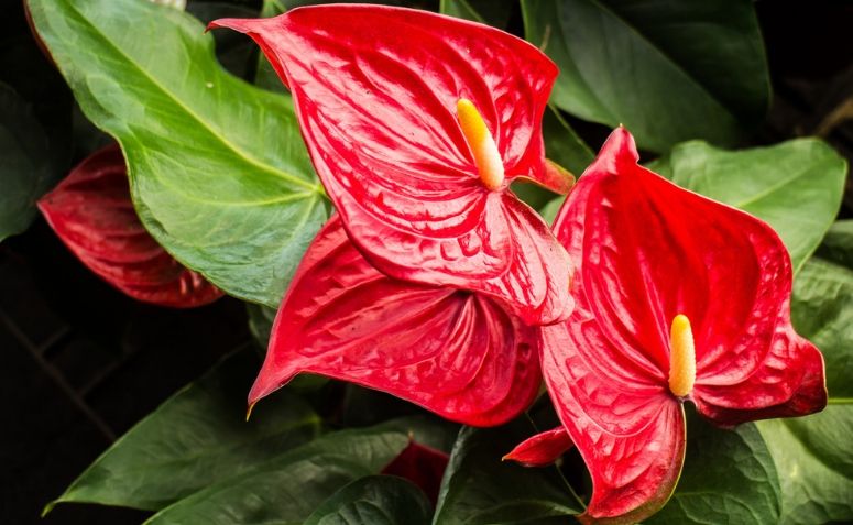 Antúrio: conheça essa flor deslumbrante para o seu jardim