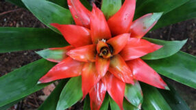 Foto de bromelia 0 - 1