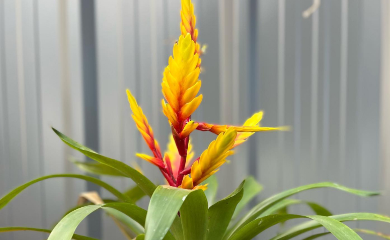 Foto de bromelia 009 - 12