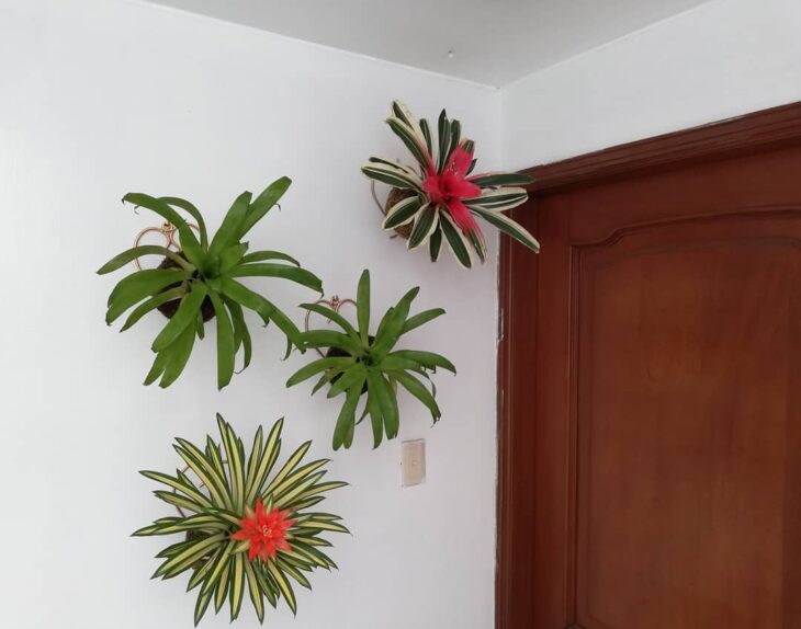 Foto de bromelia 18 - 21