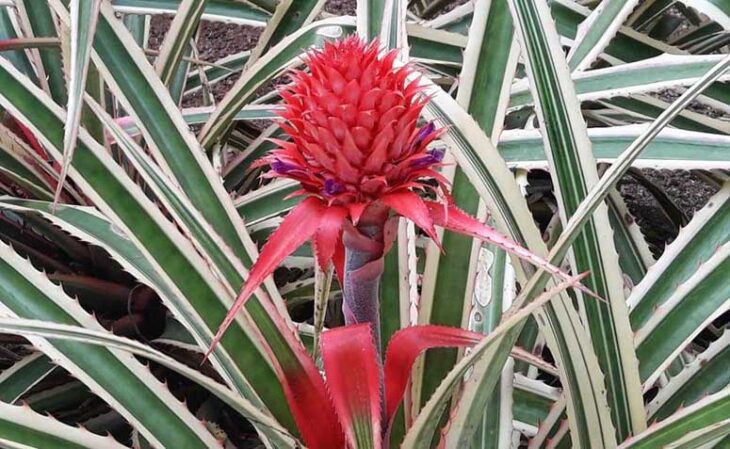 Foto de bromelia 2 - 2