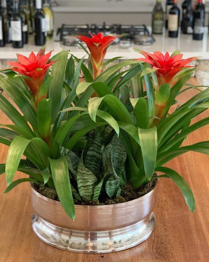 Foto de bromelia 25 - 28