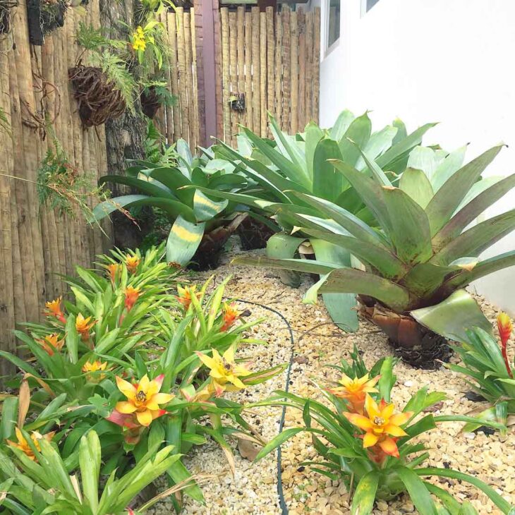 Foto de bromelia 27 - 30